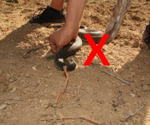How to Avoid Snakes While Trail Running (Safety Guideline)