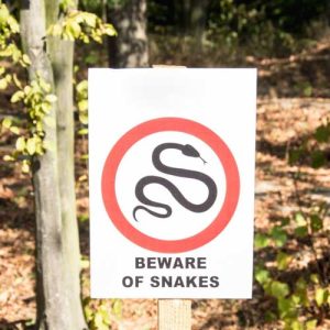 How to Avoid Snakes While Trail Running (Safety Guideline)